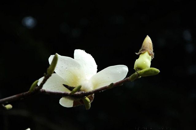 果平法师：《普贤行愿品》偈颂 讲记 1