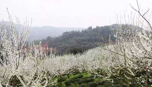 泰国最美十大寺庙之一，建在高山上像云中宫殿，供奉有佛祖舍利子