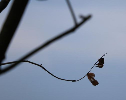 灵山续法脉、祥符中兴人——致我最景仰的恩师无相续公上人