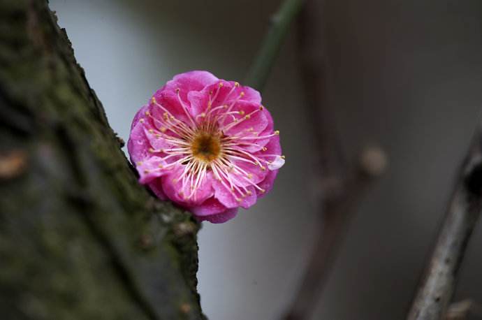 扎德沃青年——供花蒙佛授记，佛述己授记因