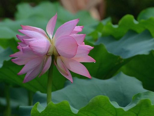 明日恭迎观音菩萨出家日