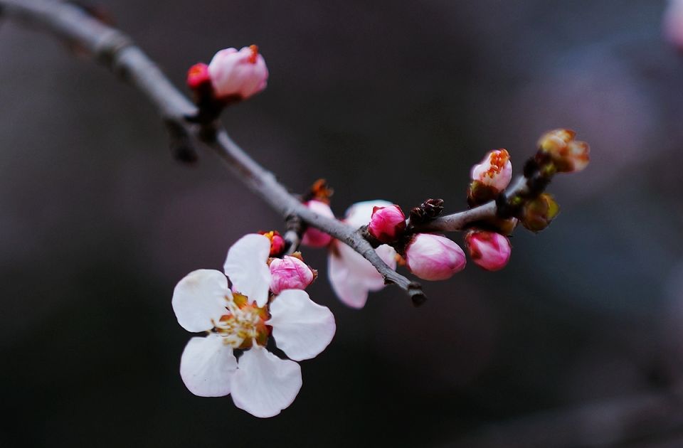 明一法师：随顺世缘明中阴